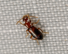 Vacusus vicinus