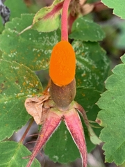 Phragmidium mucronatum