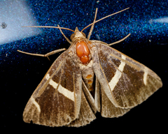 Argyrostrotis