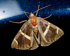 Argyrostrotis