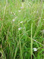 Epilobium palustre