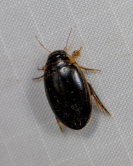 Thermonectus basillaris