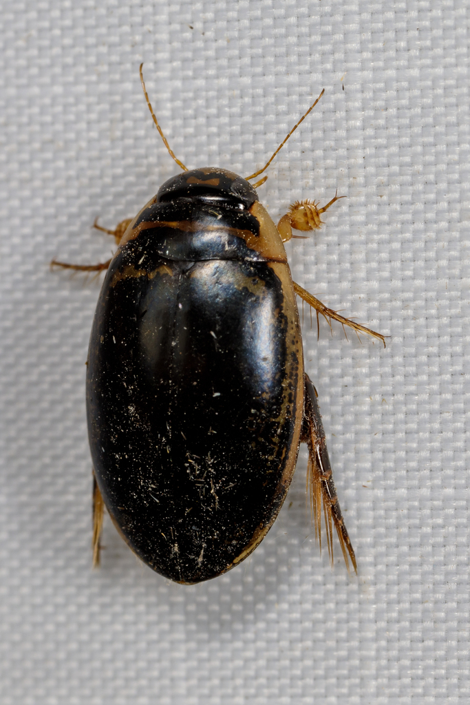 Thermonectus