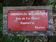 Sideroxylon borbonicum