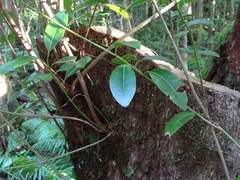 Sideroxylon borbonicum