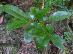 Sideroxylon borbonicum