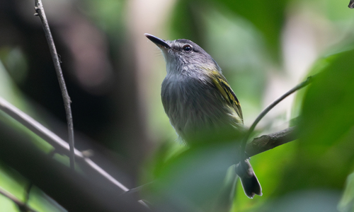 Slaty-headed Tody-Flycatcher (Poecilotriccus sylvia)
