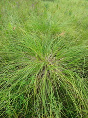 Carex paniculata