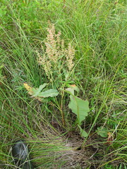 Rumex hydrolapathum
