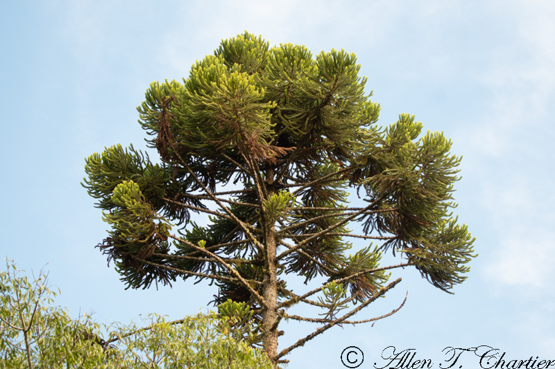 Araucaria angustifolia