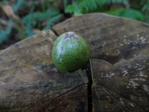 Syzygium borbonicum image