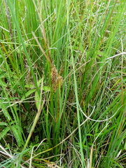 Carex rostrata