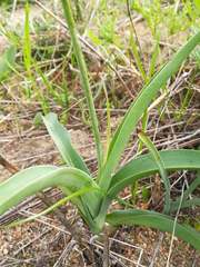 Chlorophytum triflorum