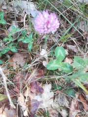 Trifolium pratense