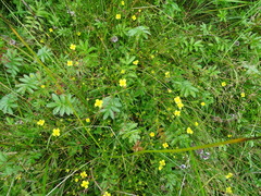 Potentilla erecta