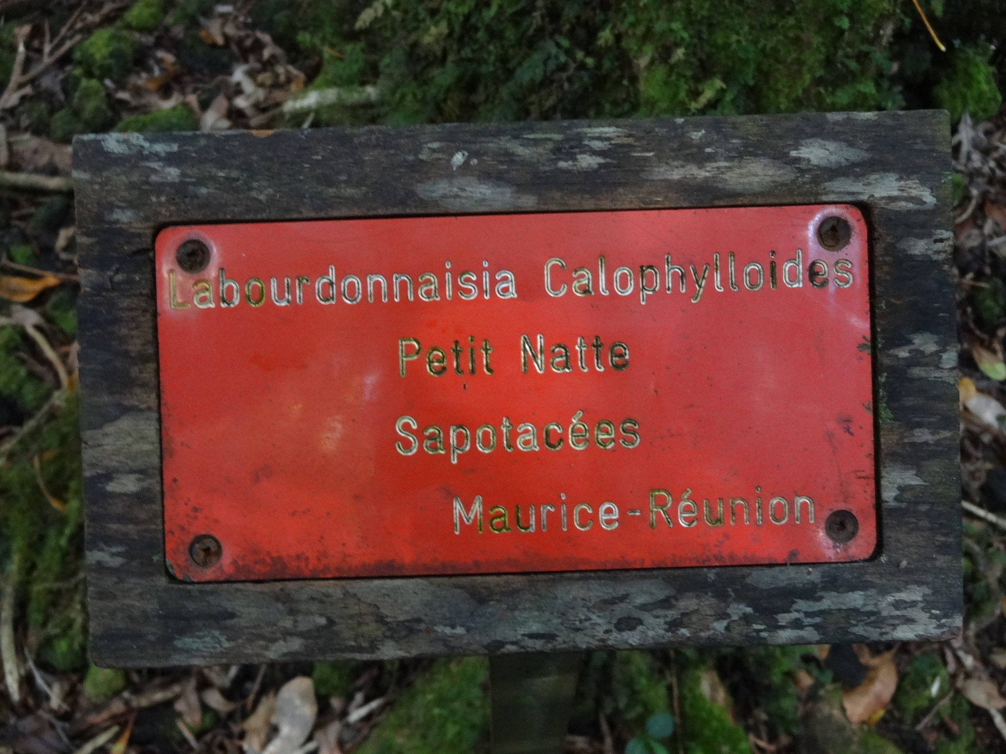 Imagem de Pau-rosa