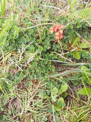 Indigofera procumbens