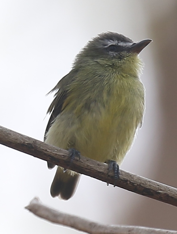 Brown-Capped Tyrannulet