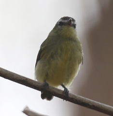 Ornithion brunneicapillus