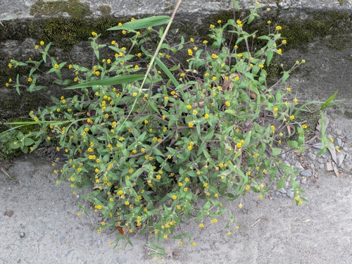 Image of Jaegeria hirta by (c) portioid, some rights reserved (CC BY)