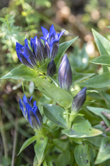 Gentiana dschungarica