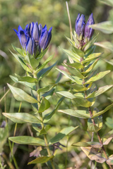 Gentiana dschungarica