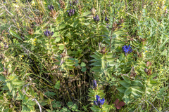 Gentiana dschungarica