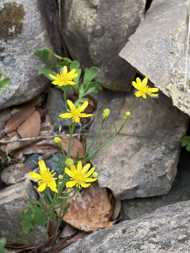 Arizona buttercup (Ranunculus arizonicus)