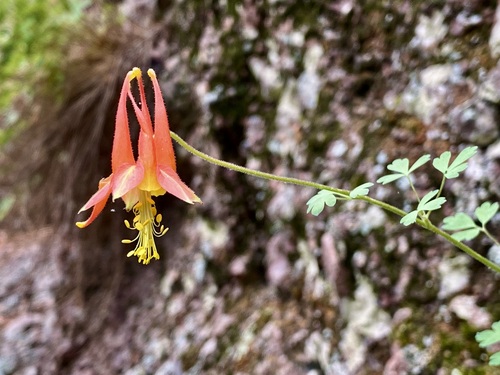 Image of Aquilegia desertorum by (c) Sue Carnahan, some rights reserved (CC BY)
