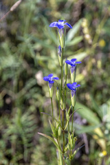 Gentianopsis barbata