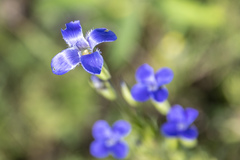 Gentianopsis barbata