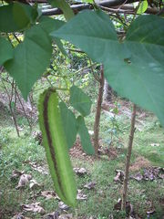 Psophocarpus tetragonolobus