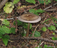 Amanita umbrinolutea