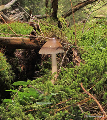 Amanita umbrinolutea