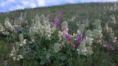 Hedysarum candidum