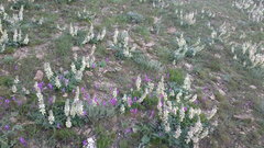 Hedysarum candidum