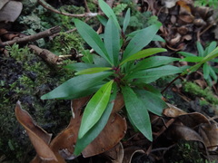 Syzygium borbonicum
