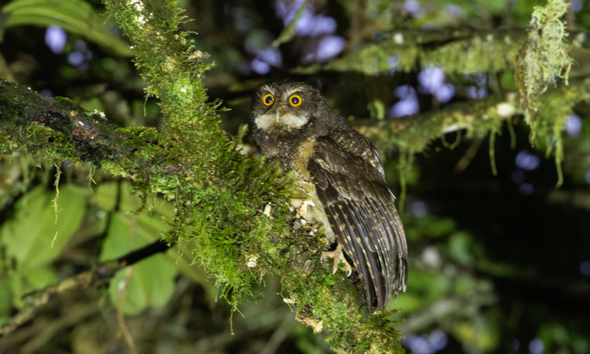 White-throated Screech Owl (Megascops albogularis), photo 4