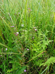 Epilobium palustre