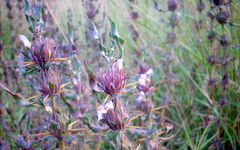 Hygrophila auriculata