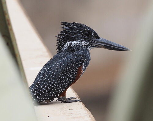 Riesenfischer (Megaceryle maxima)