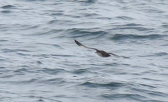 Puffinus mauretanicus