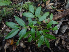 Doratoxylon apetalum