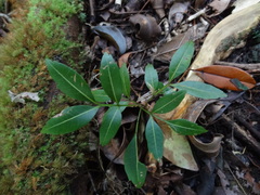 Doratoxylon apetalum