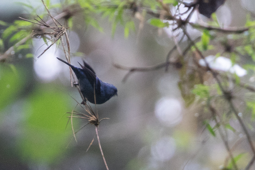 Blue-and-black Tanager (Tangara vassorii)