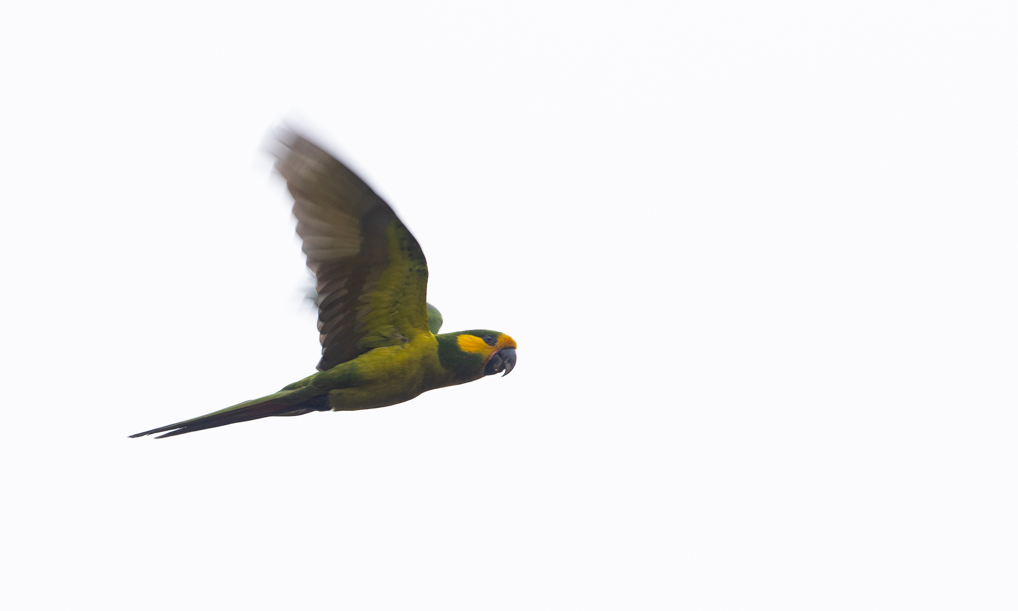 Yellow-eared Parrot (Ognorhynchus icterotis), photo 5