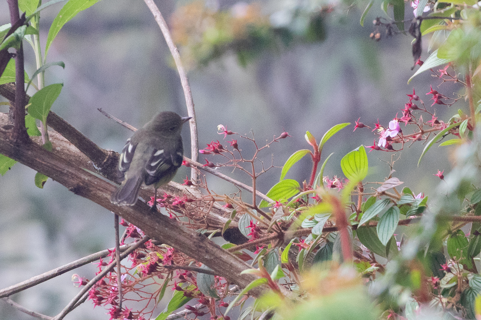 Mountain Elaenia (Elaenia frantzii), photo 4