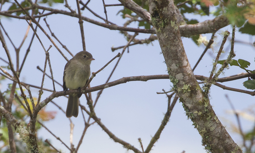 Mountain Elaenia (Elaenia frantzii), photo 5