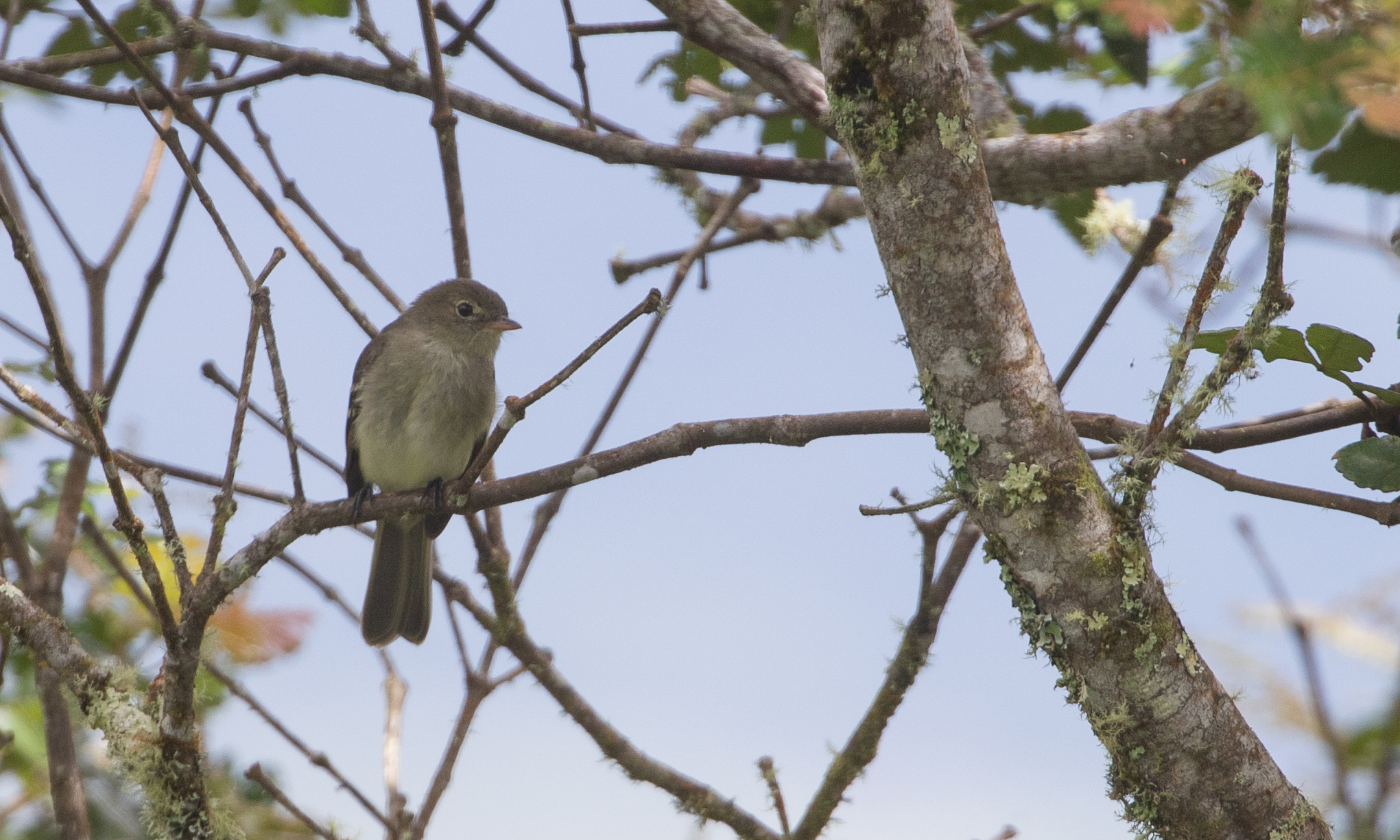 Mountain Elaenia (Elaenia frantzii), photo 5