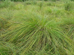 Carex paniculata
